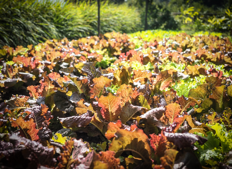 organicfarm-01